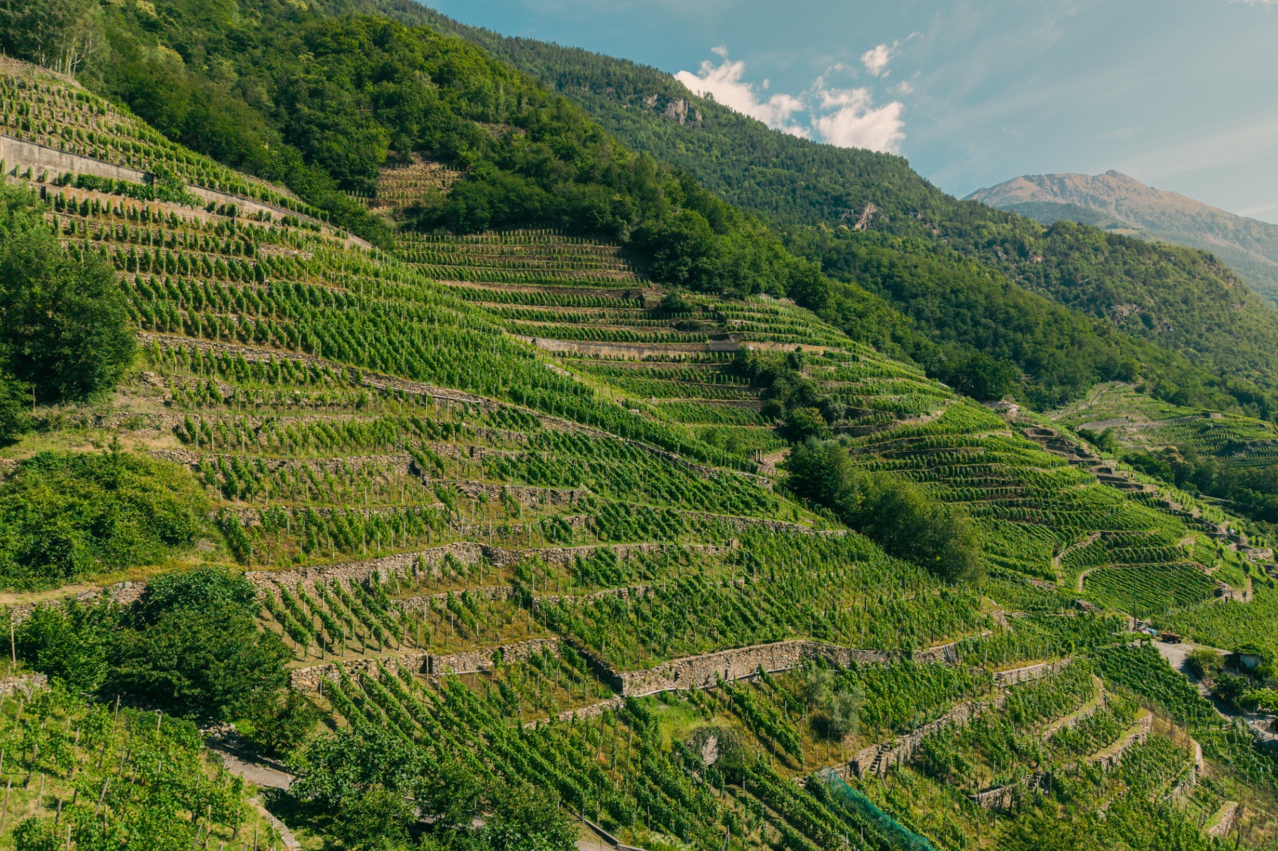 The 450 m² historic cellar of Tenuta Bonisolo with century-old barrels 8