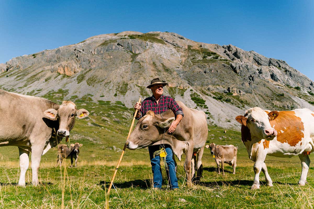 Hirt mit Hut zwischen Kühen auf einer Alm im Veltlin